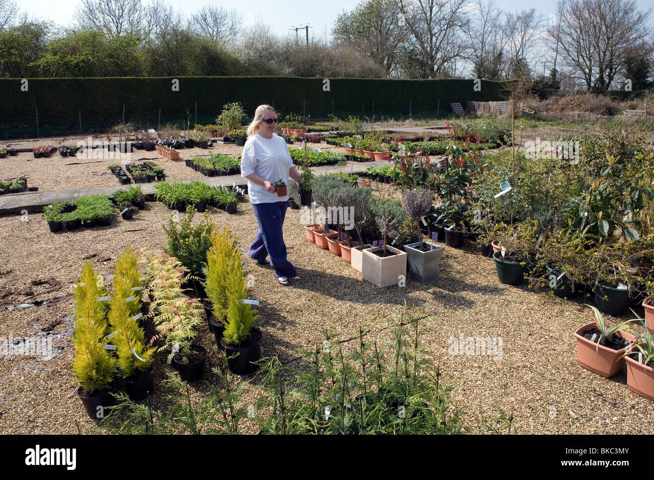 Suffolk plant centre hires stock photography and images Alamy