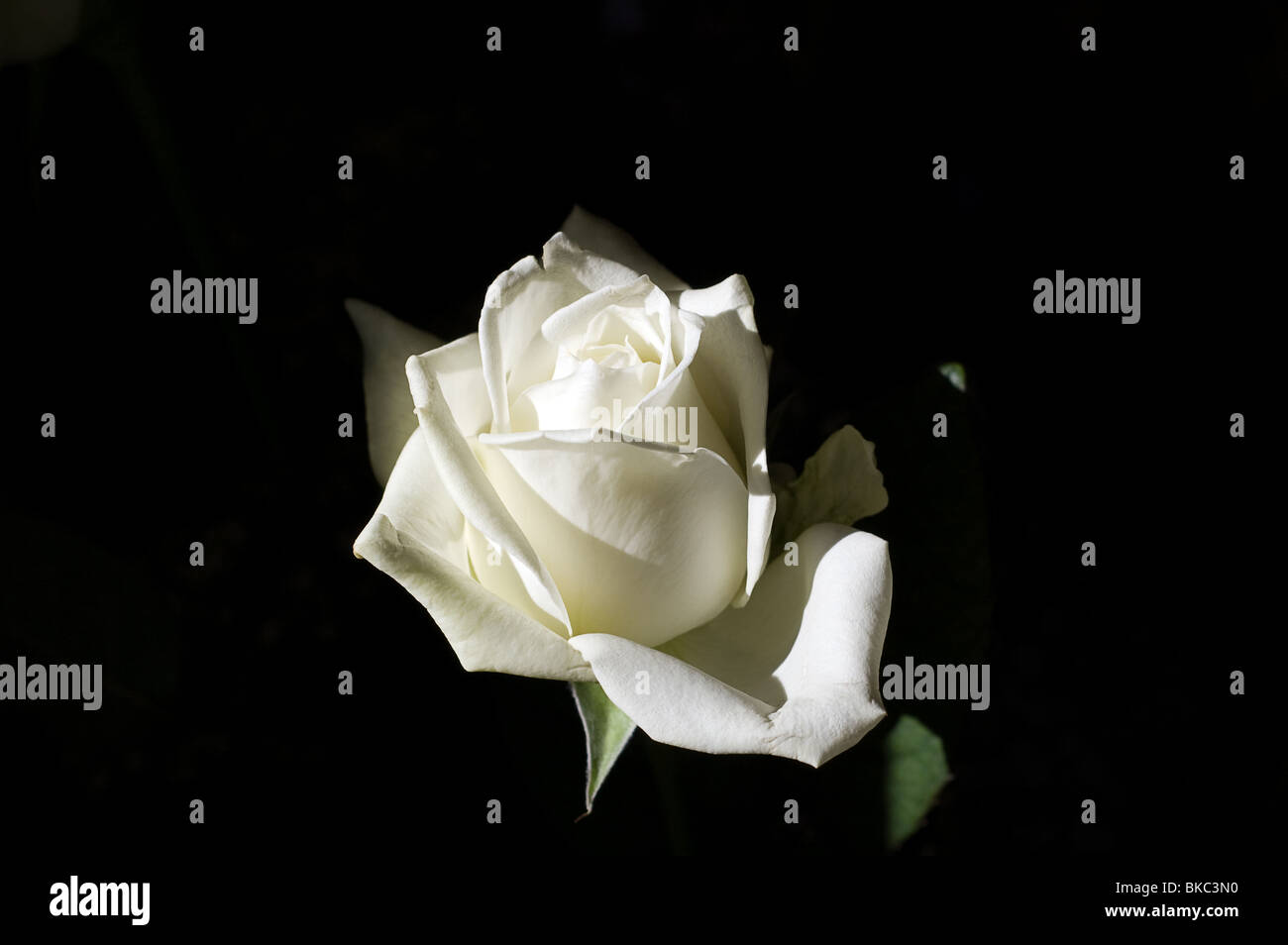 white shining rose on a dark background Stock Photo