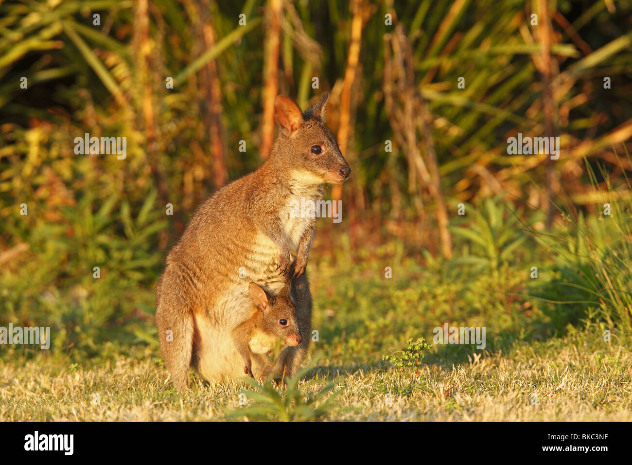 Red-necked Pademelon (Thylogale thetis). Mother with joey in pouch. Stock Photo