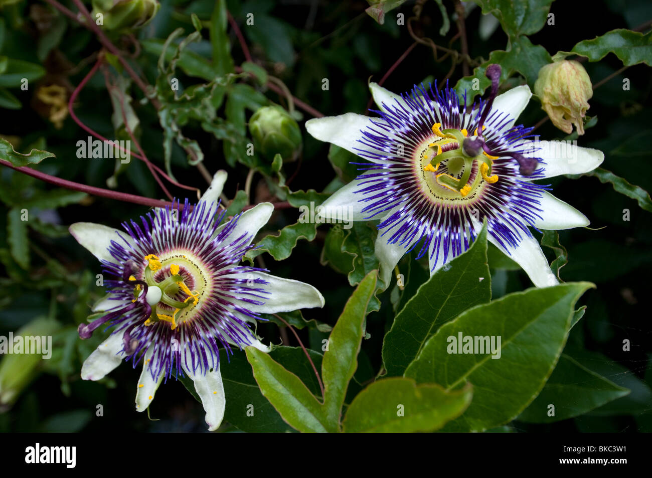 Passion Flower Stock Photo