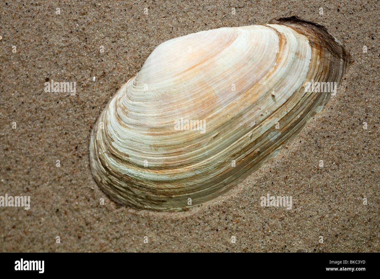 Soft-shell Clam (Mya arenaria), shell on sand. Stock Photo