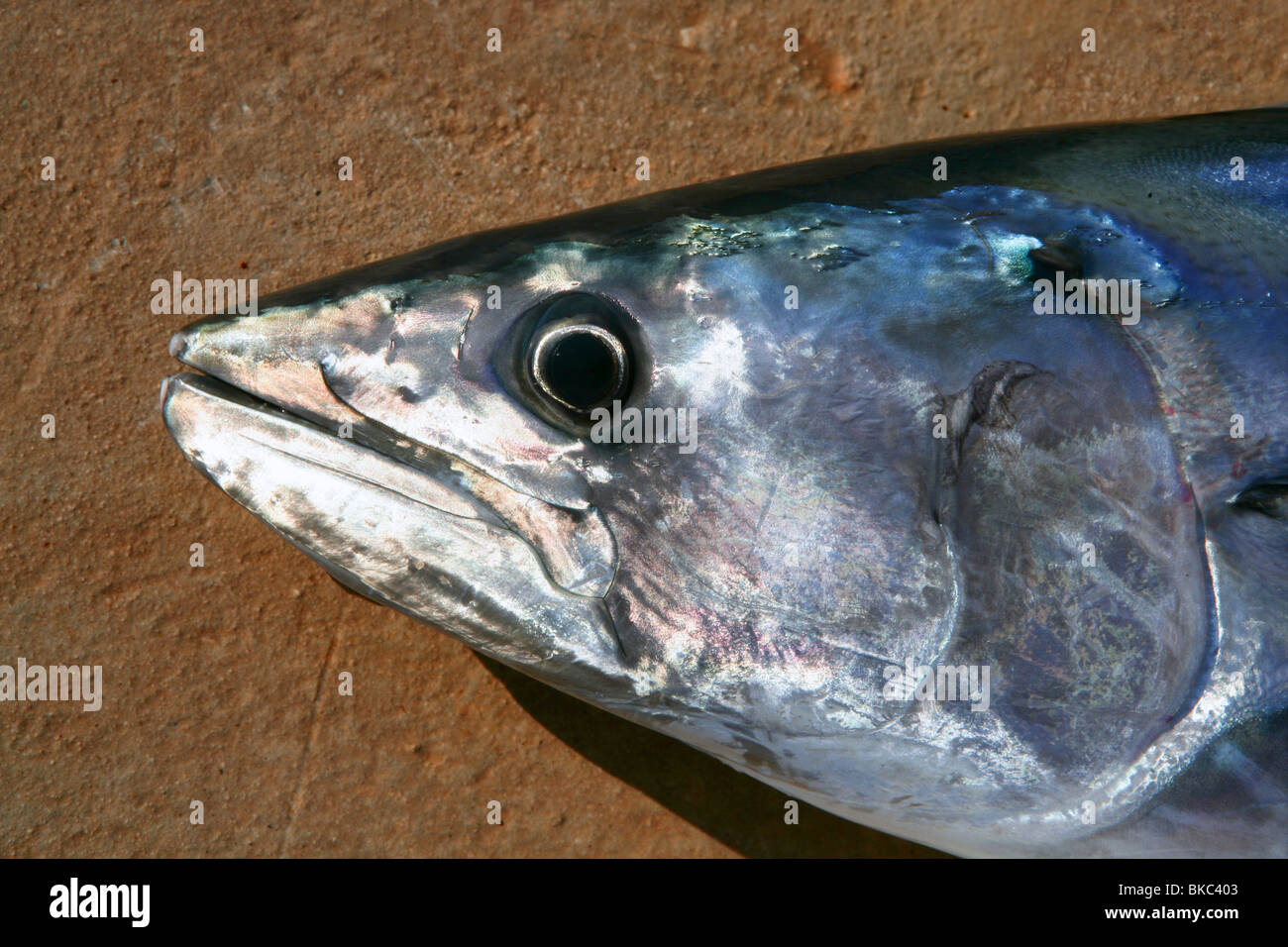 Bonito, skipjack tuna, Sarda Sarda, close up face portrait macro Stock Photo