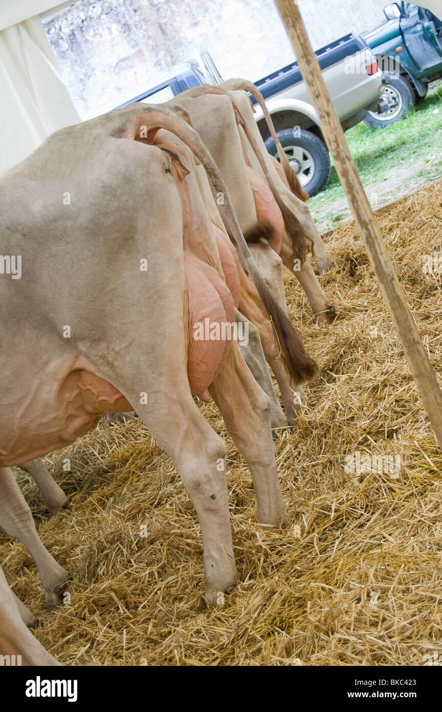 Comitiva de gado, peão de boiadeiro, boi, Cortege of Cattle, Peasant of  Cowboy, Ox, Bos taurus, Miranda, Mato Grosso do Sul, Brazil Stock Photo -  Alamy