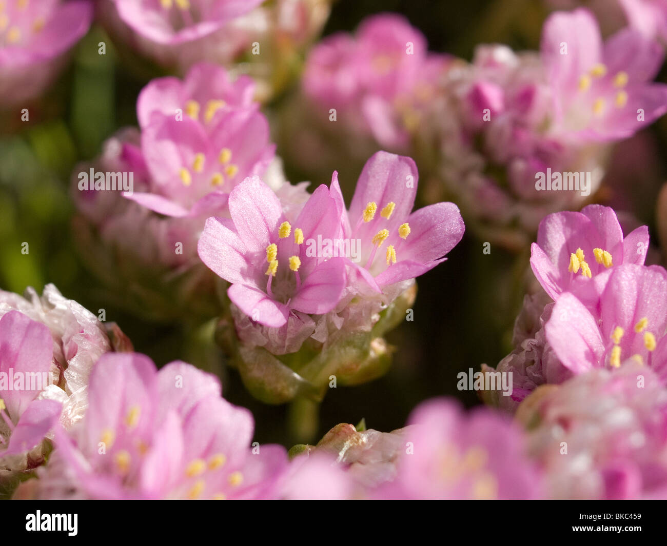 Close up of Thrift or Sea Pink flowers Armeria maritima in a garden  Stock Photo