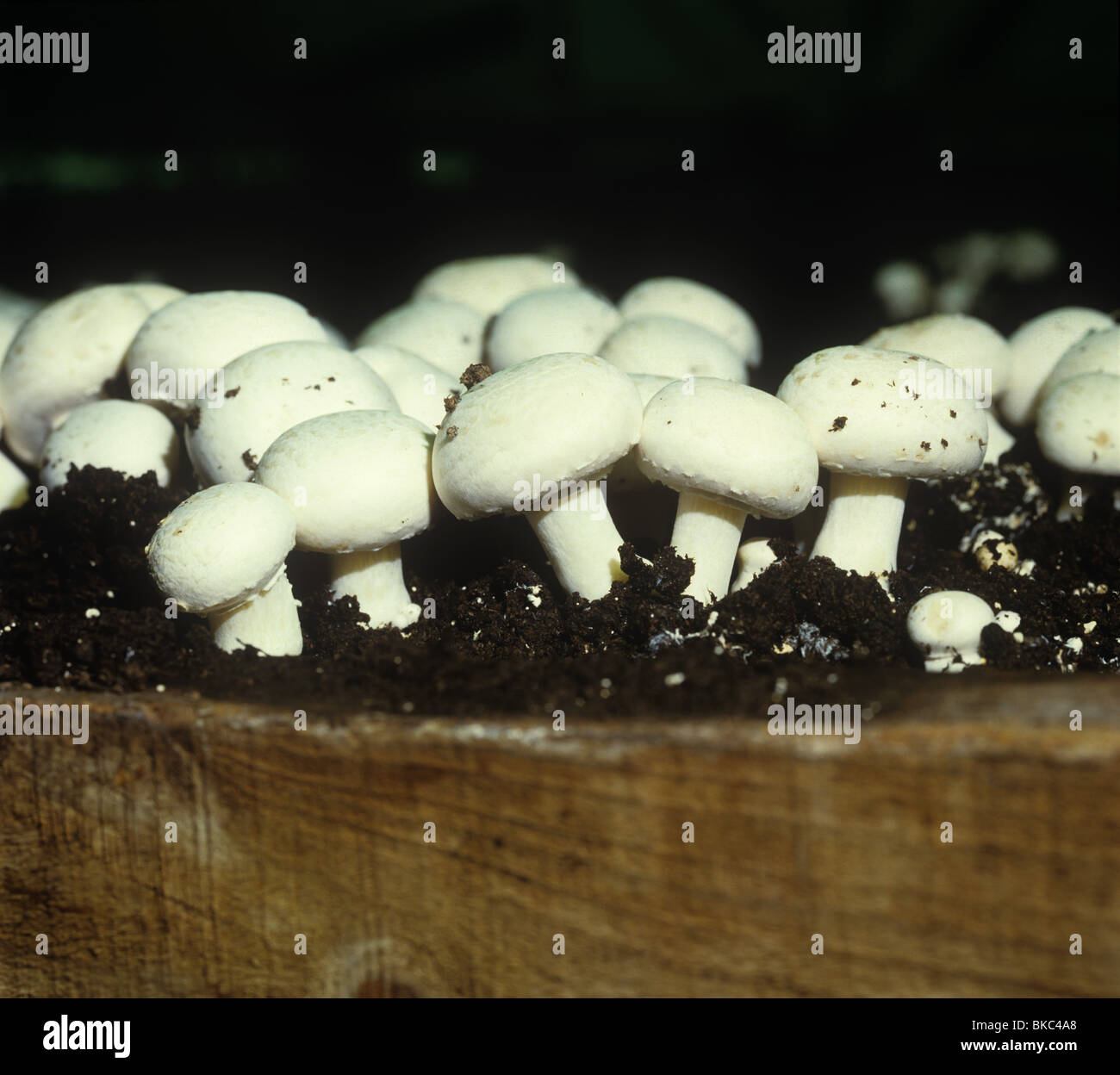 Mature mushroom caps in wooden trays Stock Photo