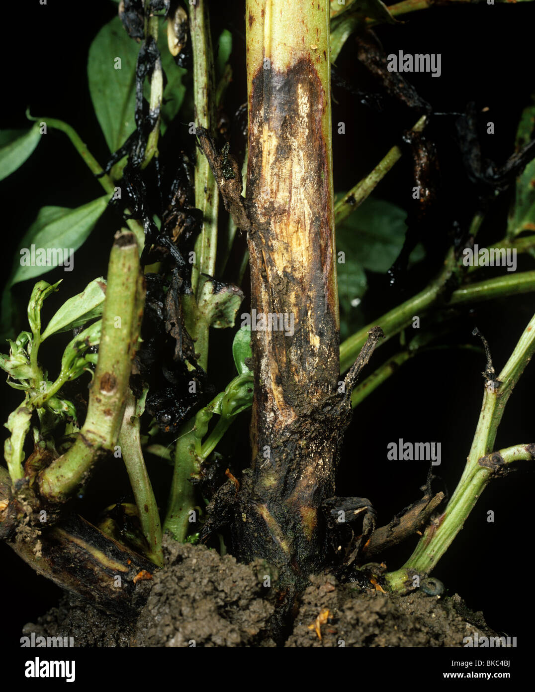 Foot Rot High Resolution Stock Photography and Images Alamy