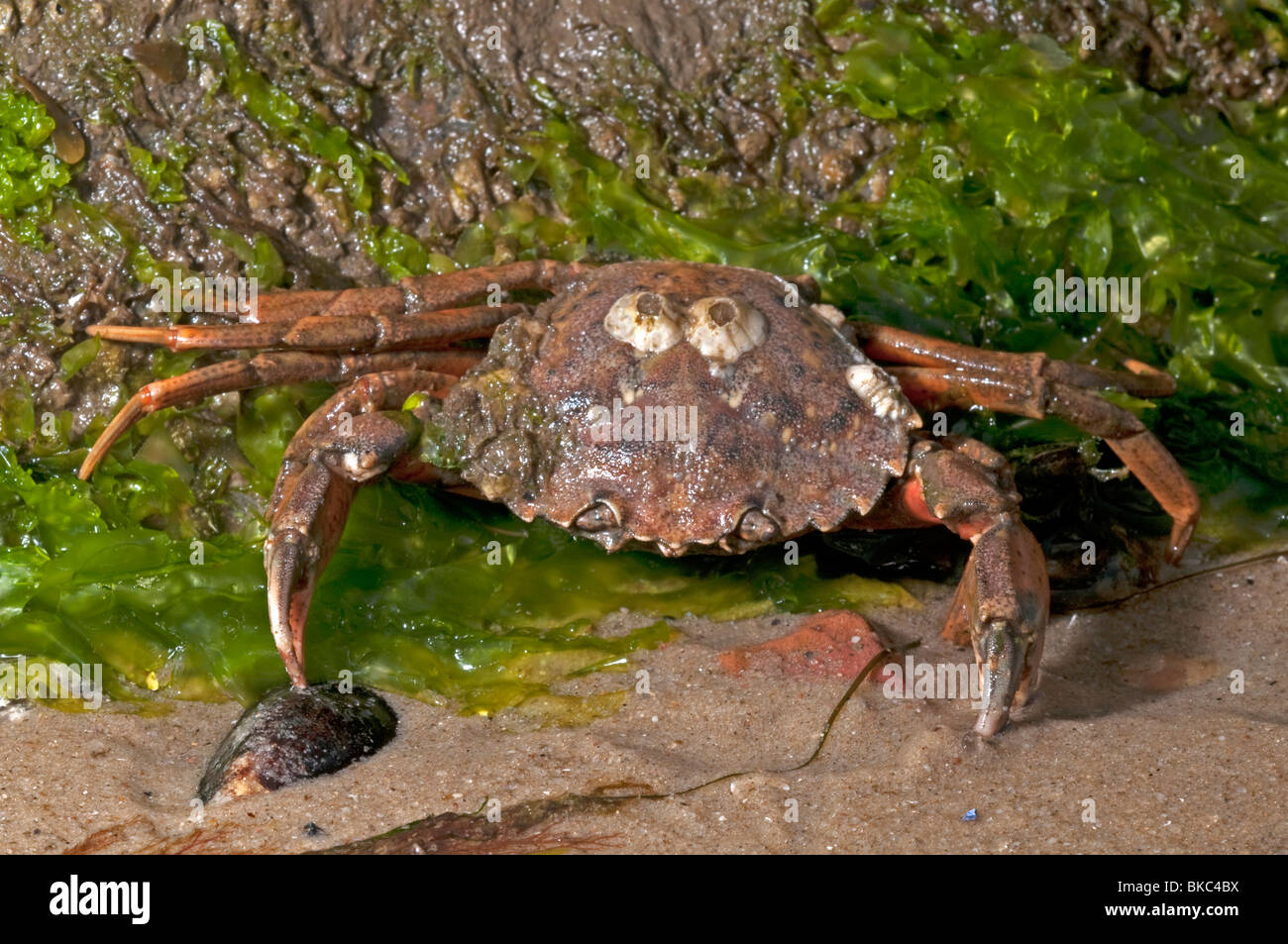Green Shore Crab, Green Crab, North Atlantic Shore Crab (Carcinus maenas) at low tide. Stock Photo