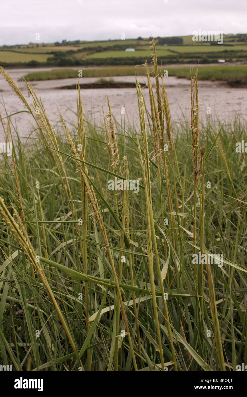 Common cord-grass (Spartina anglica : Poaceae) in flower on mudflats, UK. Stock Photo