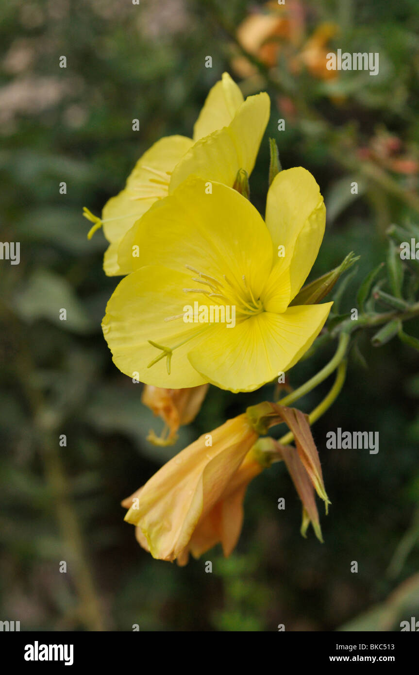 Large-flowered evening primrose (Oenothera erythrosepala Stock Photo
