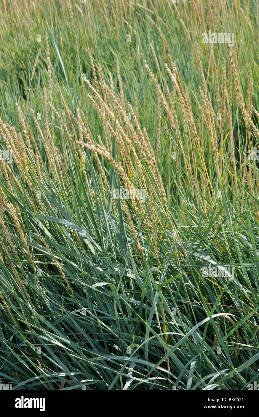 Lyme grass (Leymus arenarius) Stock Photo