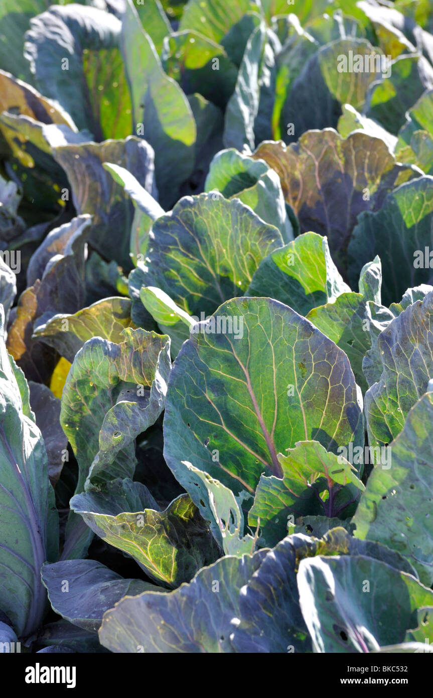 Pointed cabbage (Brassica oleracea var. capitata f. acuta 'Red Flame') Stock Photo