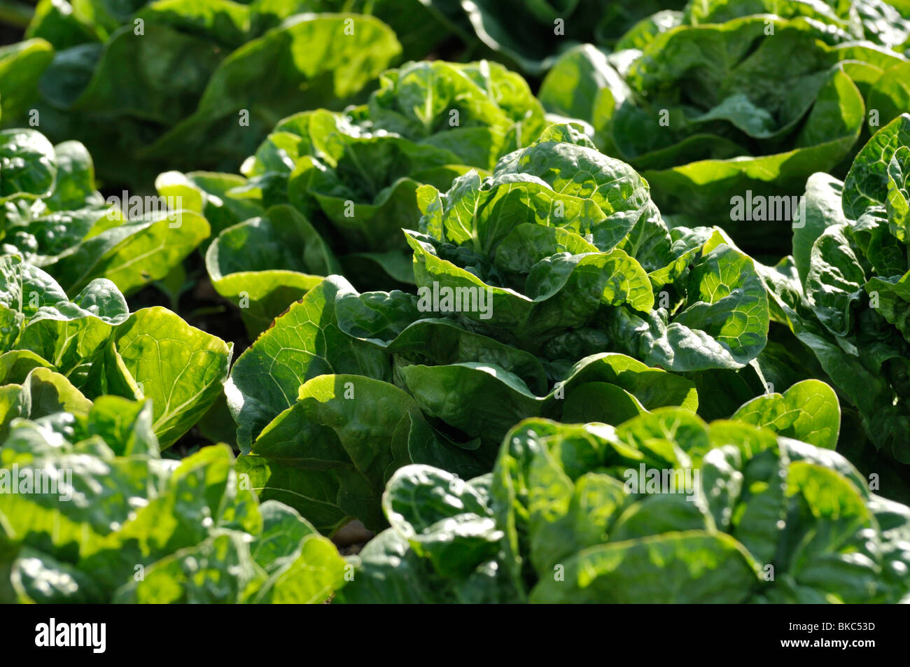 Cos lettuce (Lactuca sativa var. longifolia 'Khan') Stock Photo