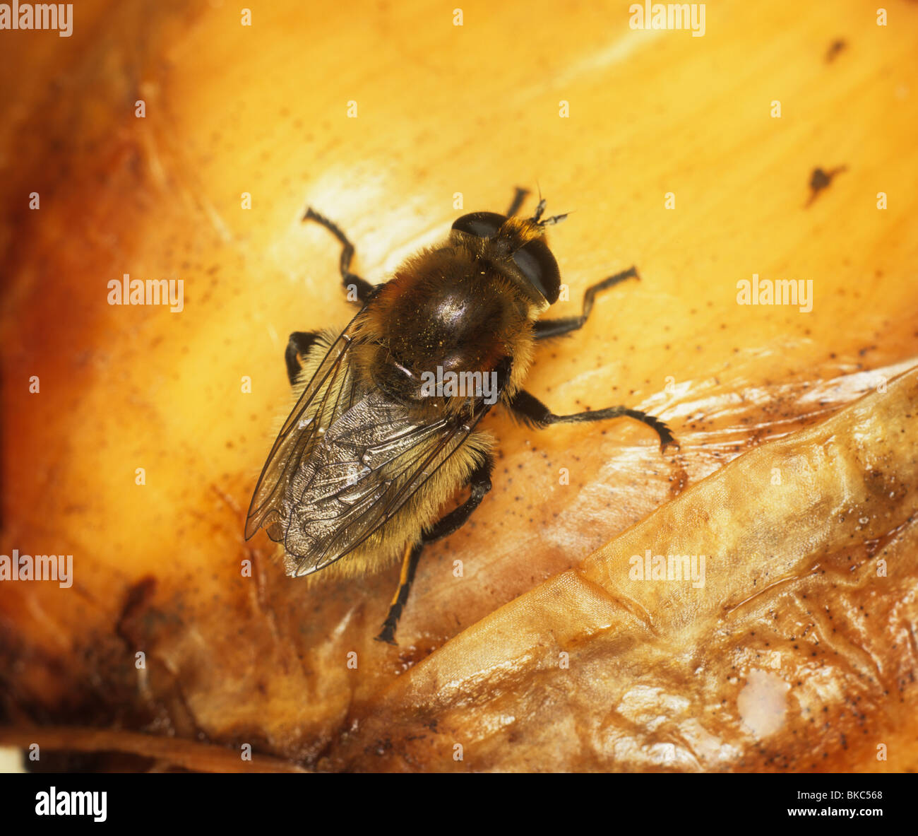Large narcissus fly (Merodon equestris) fly on a Narcissus bulb Stock Photo