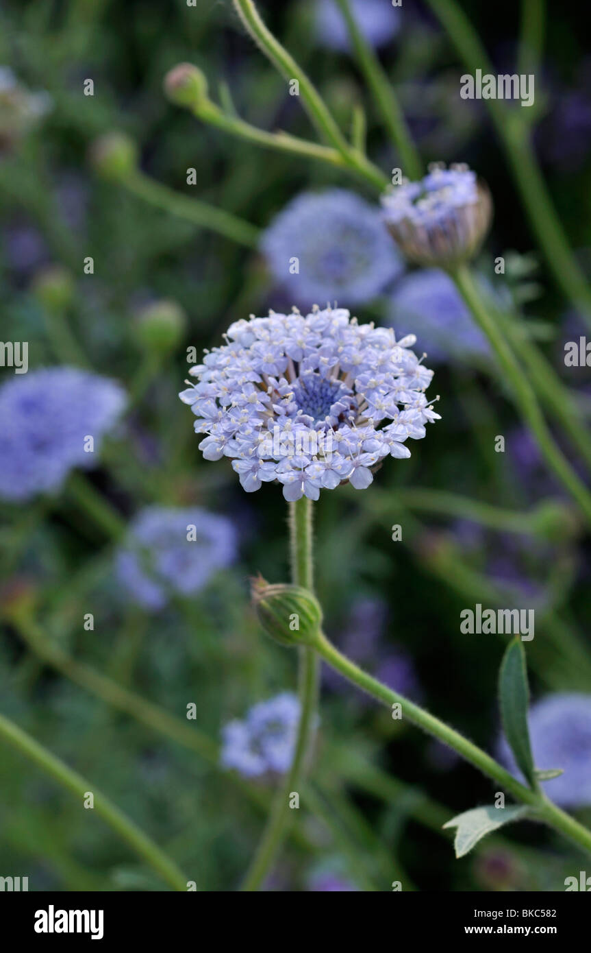 Blue lace flower (Trachymene coerulea syn. Didiscus caeruleus Stock