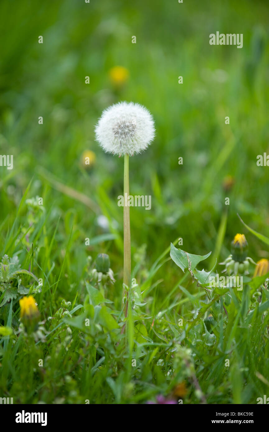 A single dandelion seed head on its own in the spring grass, 2010 Stock Photo