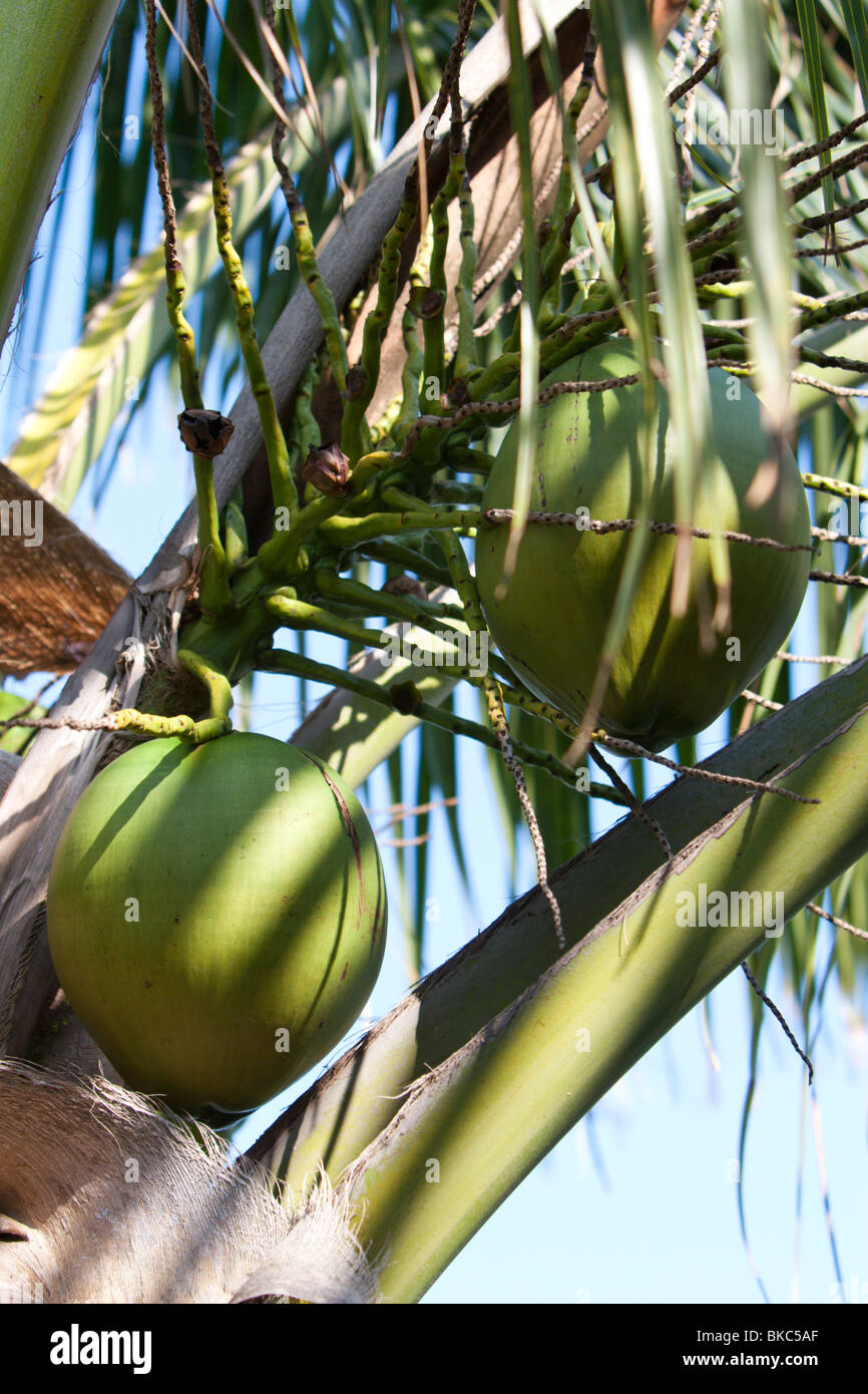Coconuts hang from the tree on the island Of Isla Mujeres near Cancun
