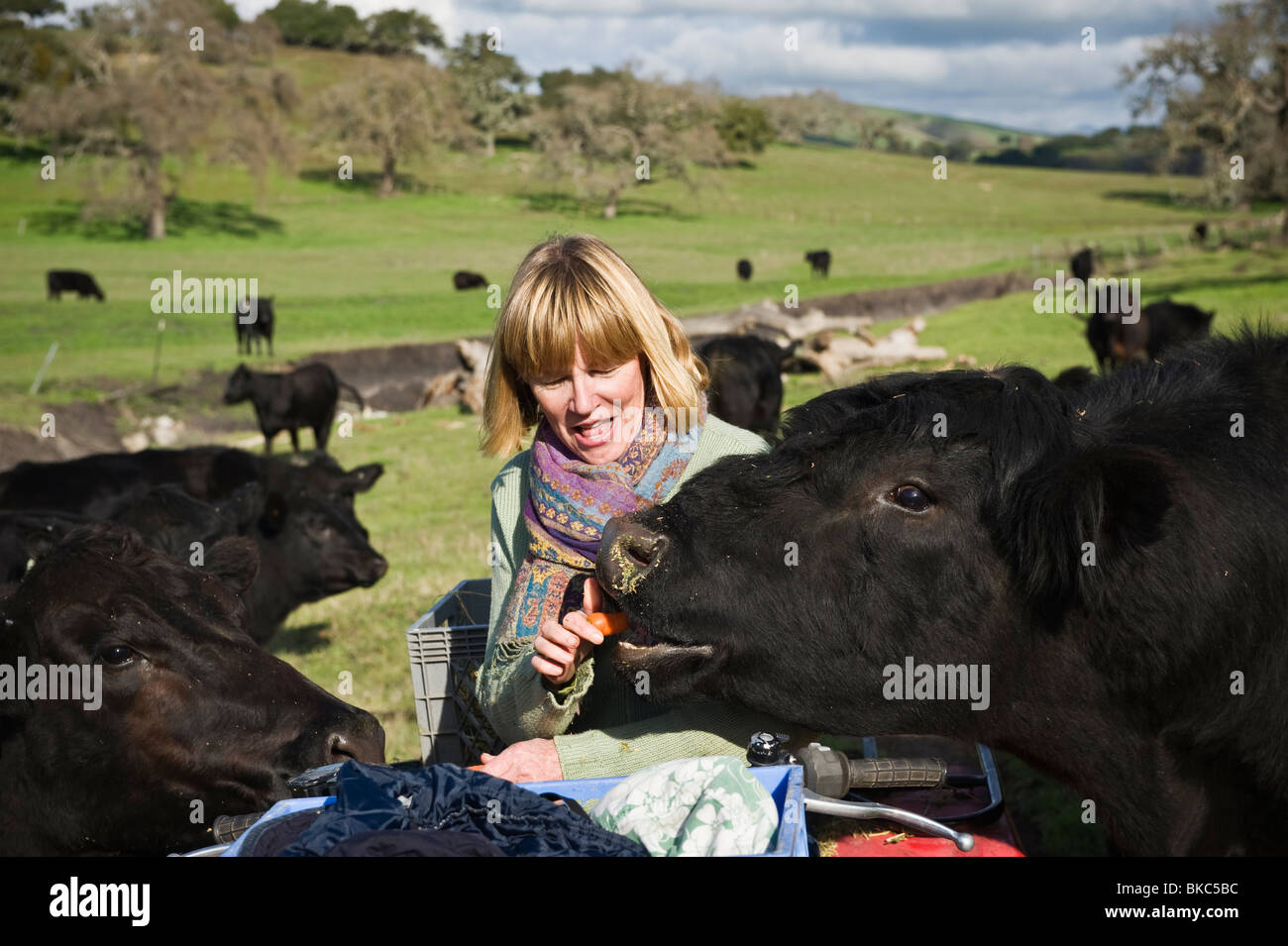 Mature adult female rancher hand feeds carrots to herd of Black Angus cattle, central California Stock Photo