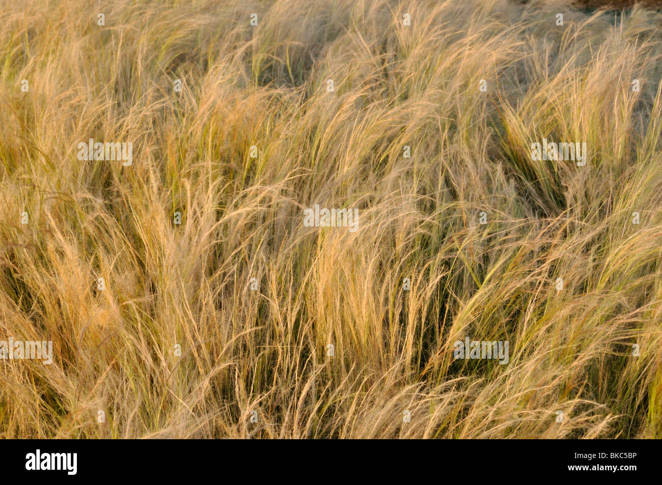 Mexican feather grass (Nassella tenuissima syn. Stipa tenuissima) Stock Photo