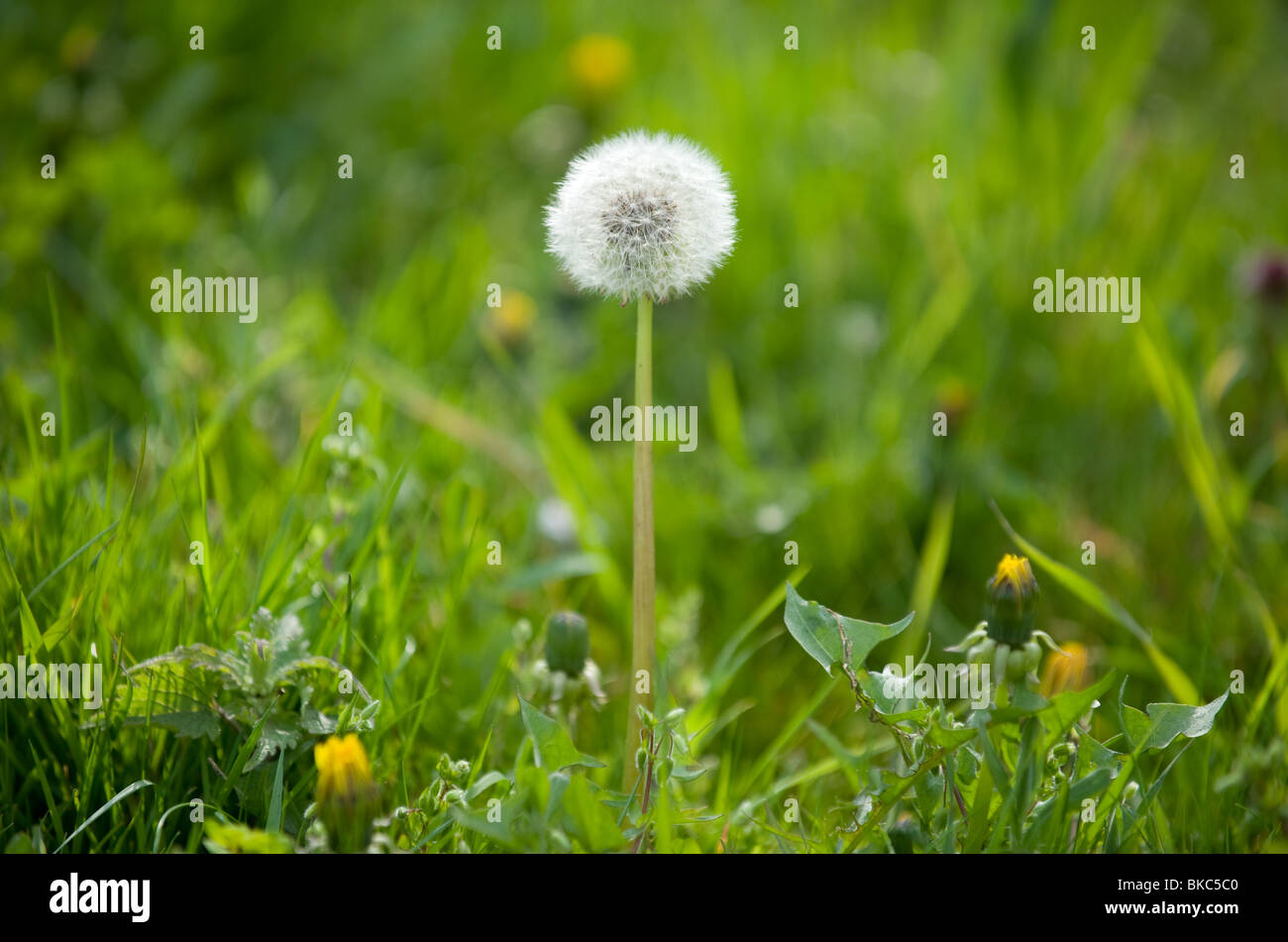 A single dandelion seed head on its own in the spring grass, 2010 Stock Photo