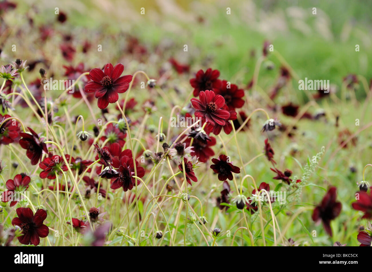 Chocolate cosmos hires stock photography and images Alamy