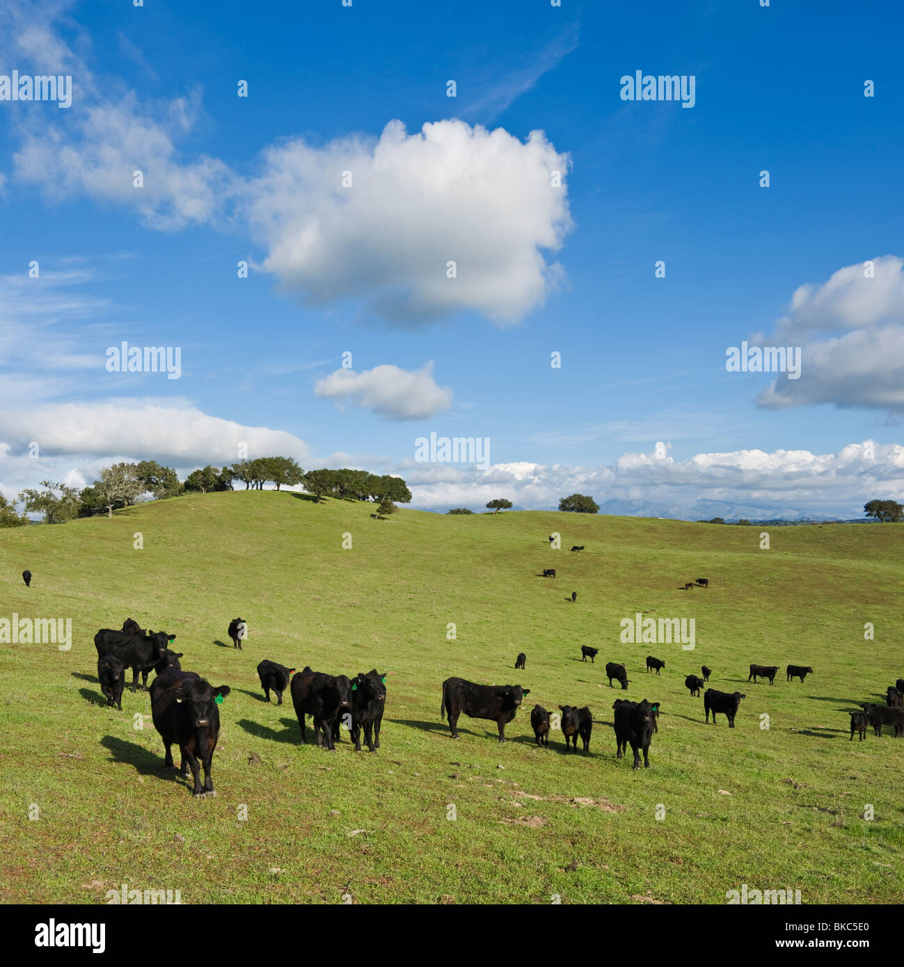 Herd of Black Angus cows and calves in green pasture, Santa Barbara ...