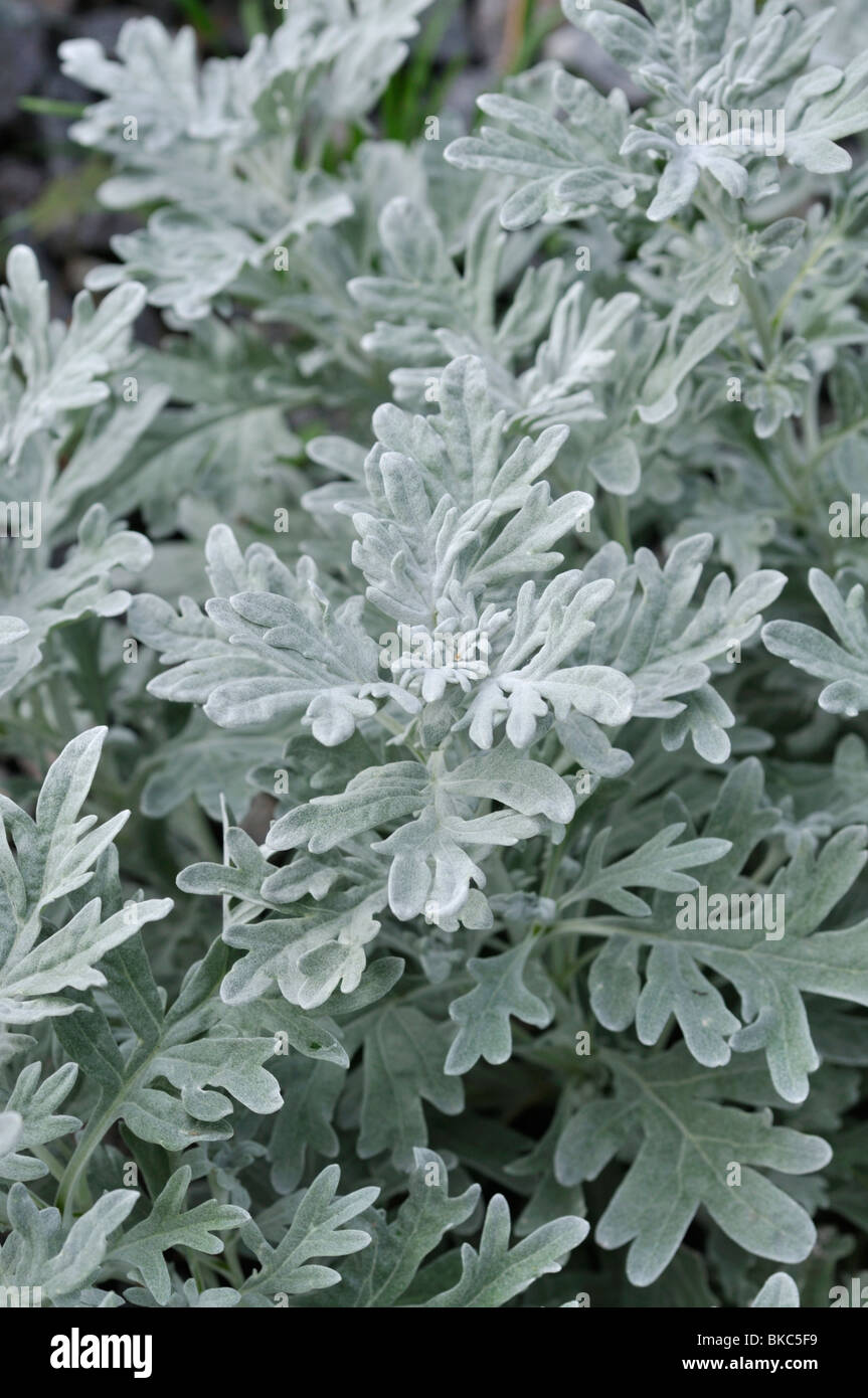 Hoary mugwort (Artemisia stelleriana) Stock Photo