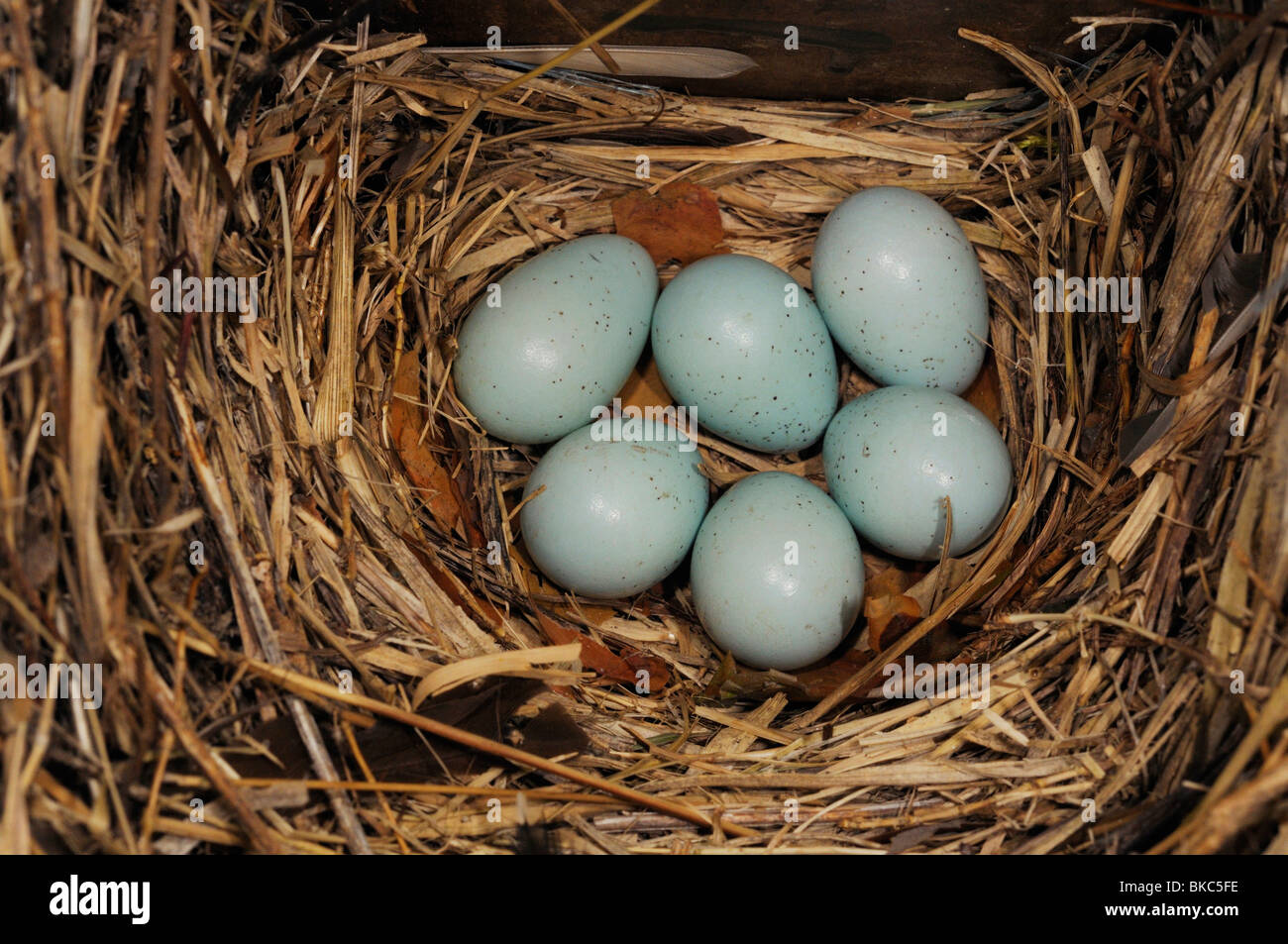Starling (Sturnus vulgaris), clutch in a nesting box. Stock Photo