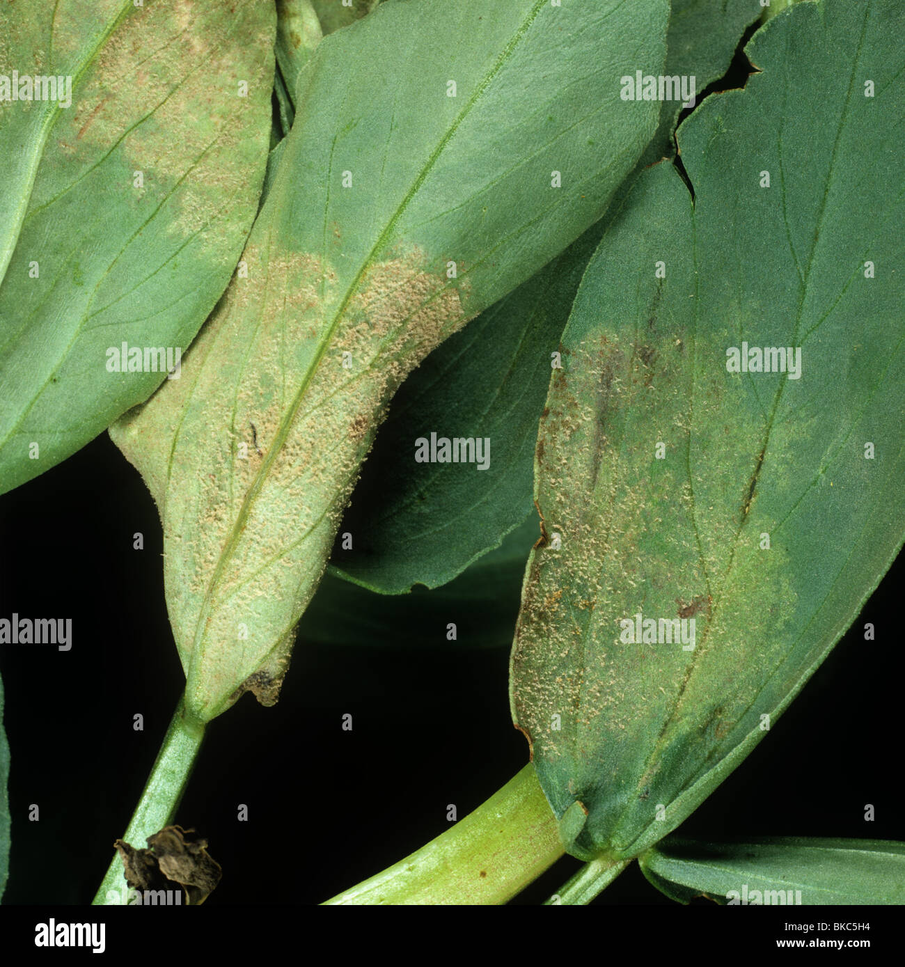 Downy mildew (Peronospora viciae) early fungal development on field bean leaves Stock Photo