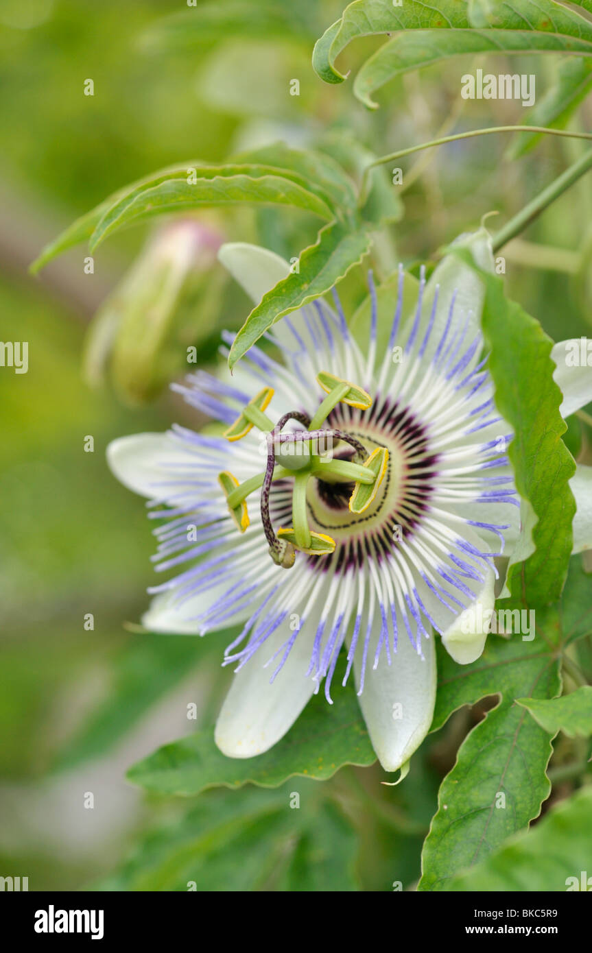 passiflora caerulea care