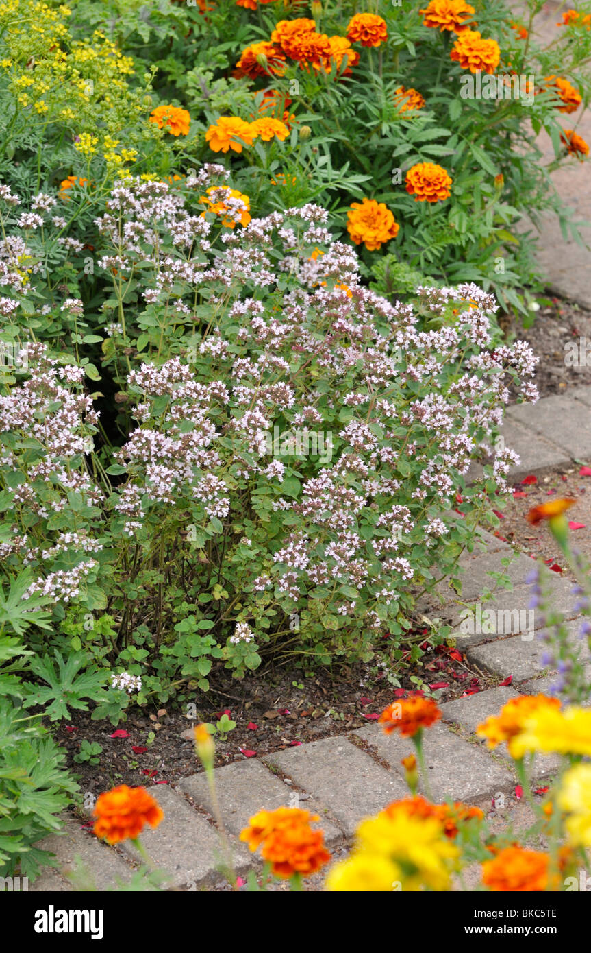 Origanum vulgare balcony hires stock photography and images Alamy