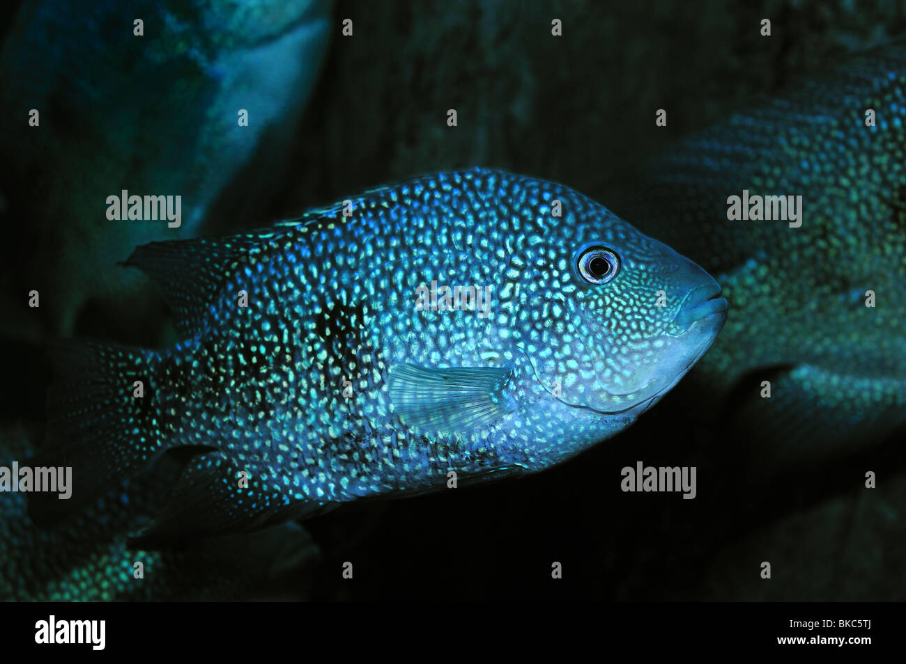 Rio Grande Chilchid Herichthys Cyanoguttatus Captive Stock Photo Alamy