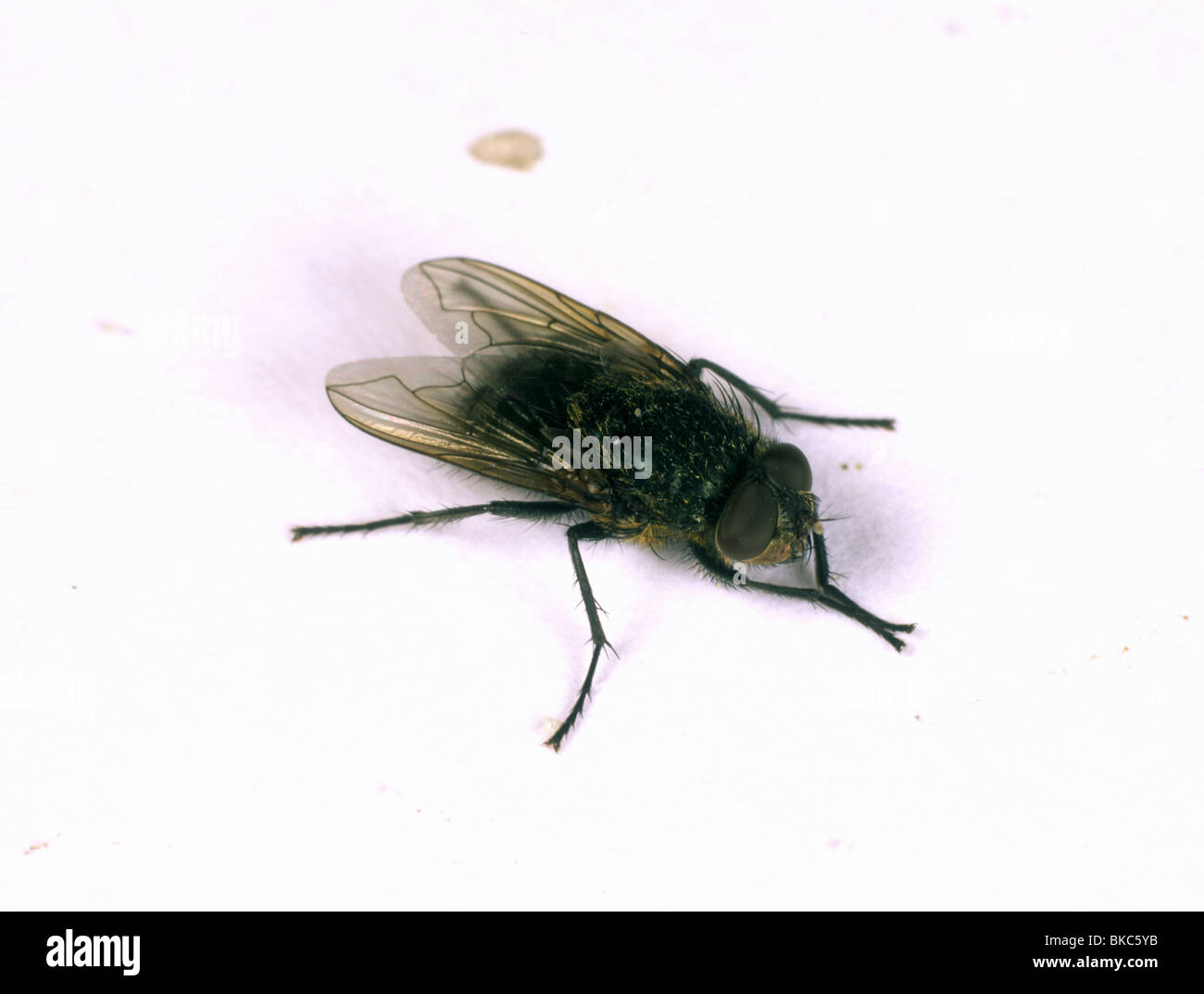 Cluster fly (Pollenia rudis) single fly Stock Photo