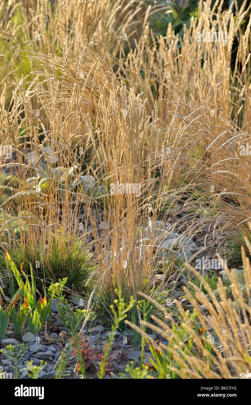 Glaucous hair grass (Koeleria glauca) Stock Photo