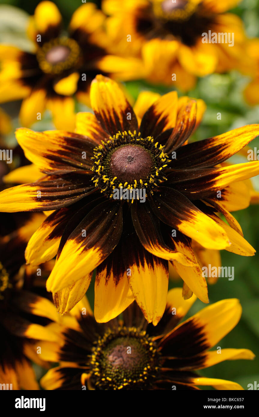 Black eyed Susan Rudbeckia Hirta Sonora Stock Photo Alamy Black eyed Susan Rudbeckia Hirta Sonora Stock Photo Alamy
