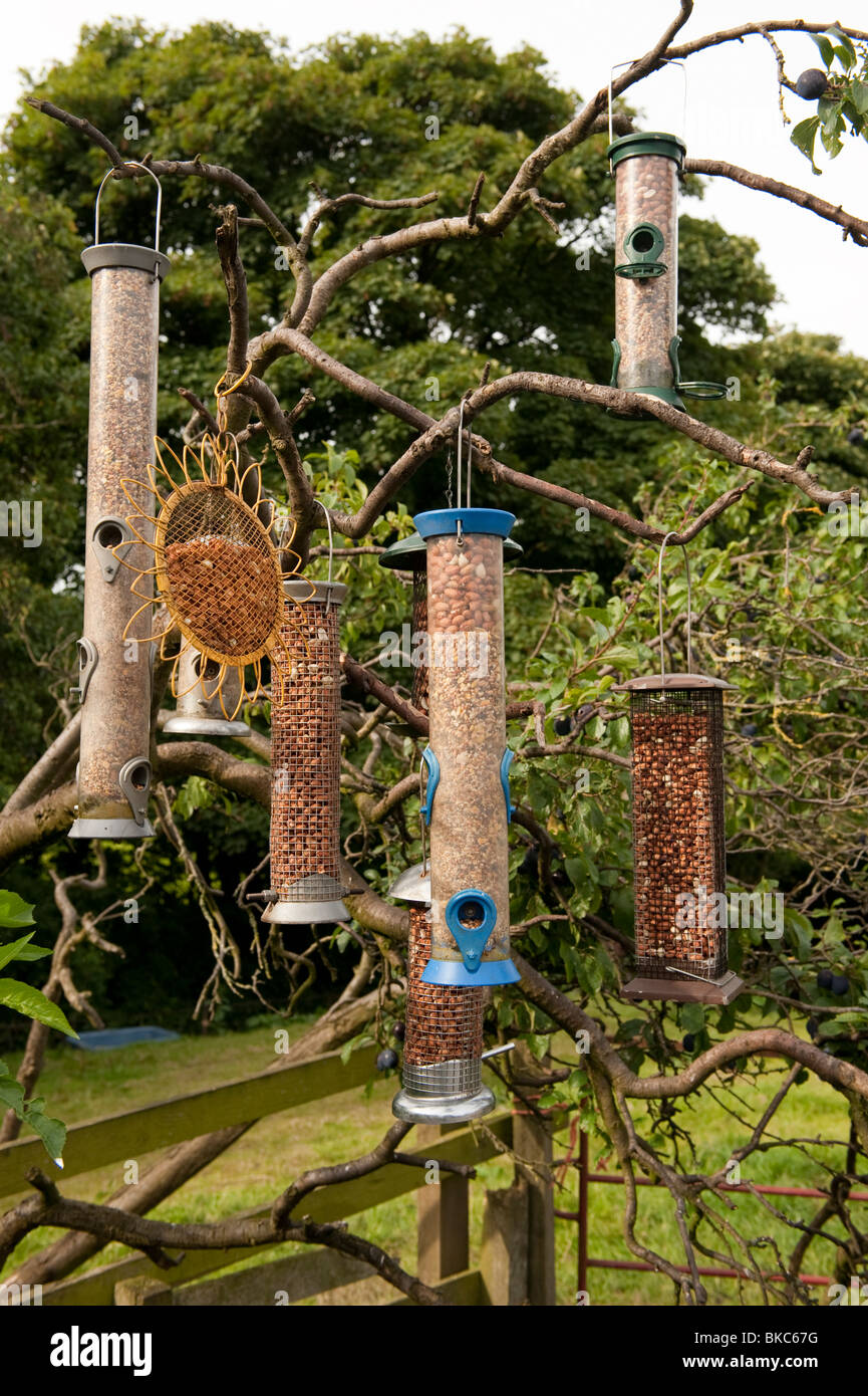 Lots of bird seed feeders hanging from branches Stock Photo Alamy