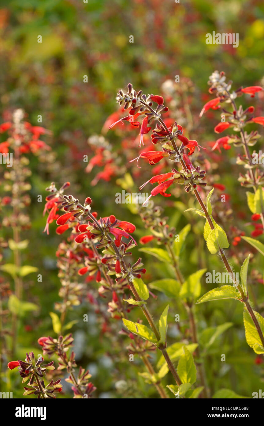 Blood sage (Salvia coccinea 'Lady in Red') Stock Photo