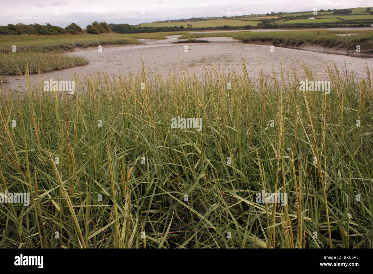Common cord-grass (Spartina anglica : Poaceae) in flower on mudflats, UK. Stock Photo