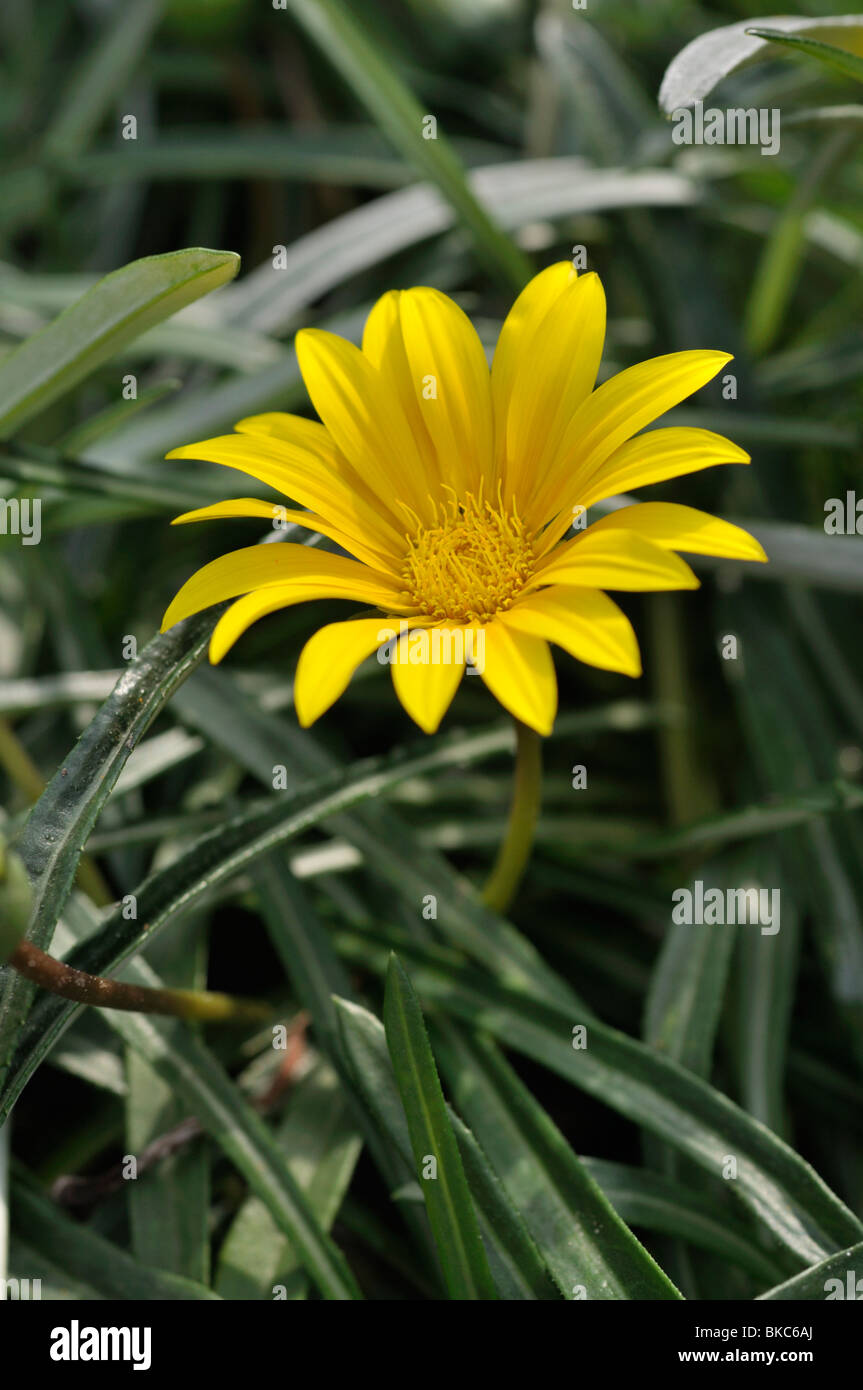Treasure flower (Gazania linearis) Stock Photo