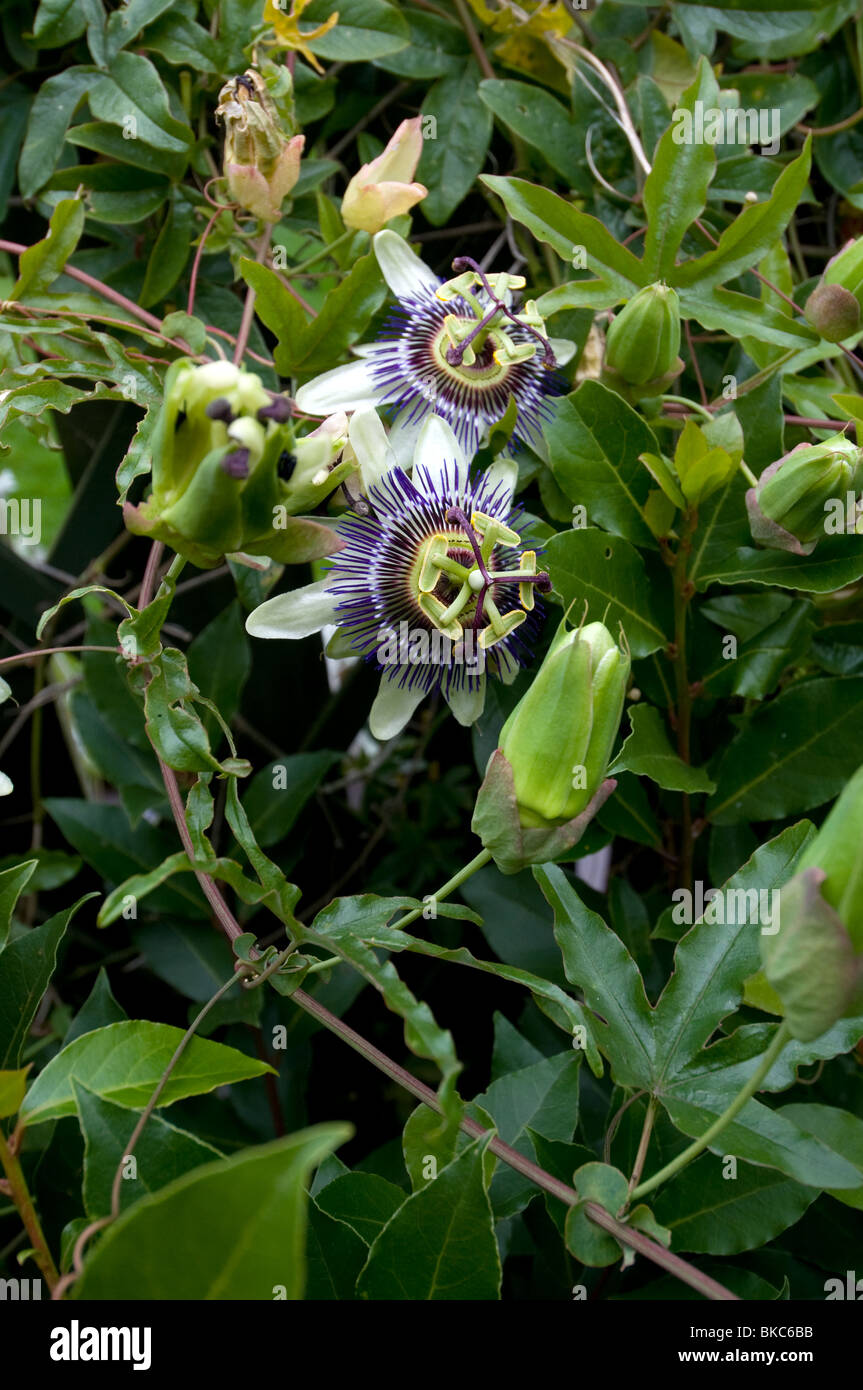 Passion Flower Stock Photo