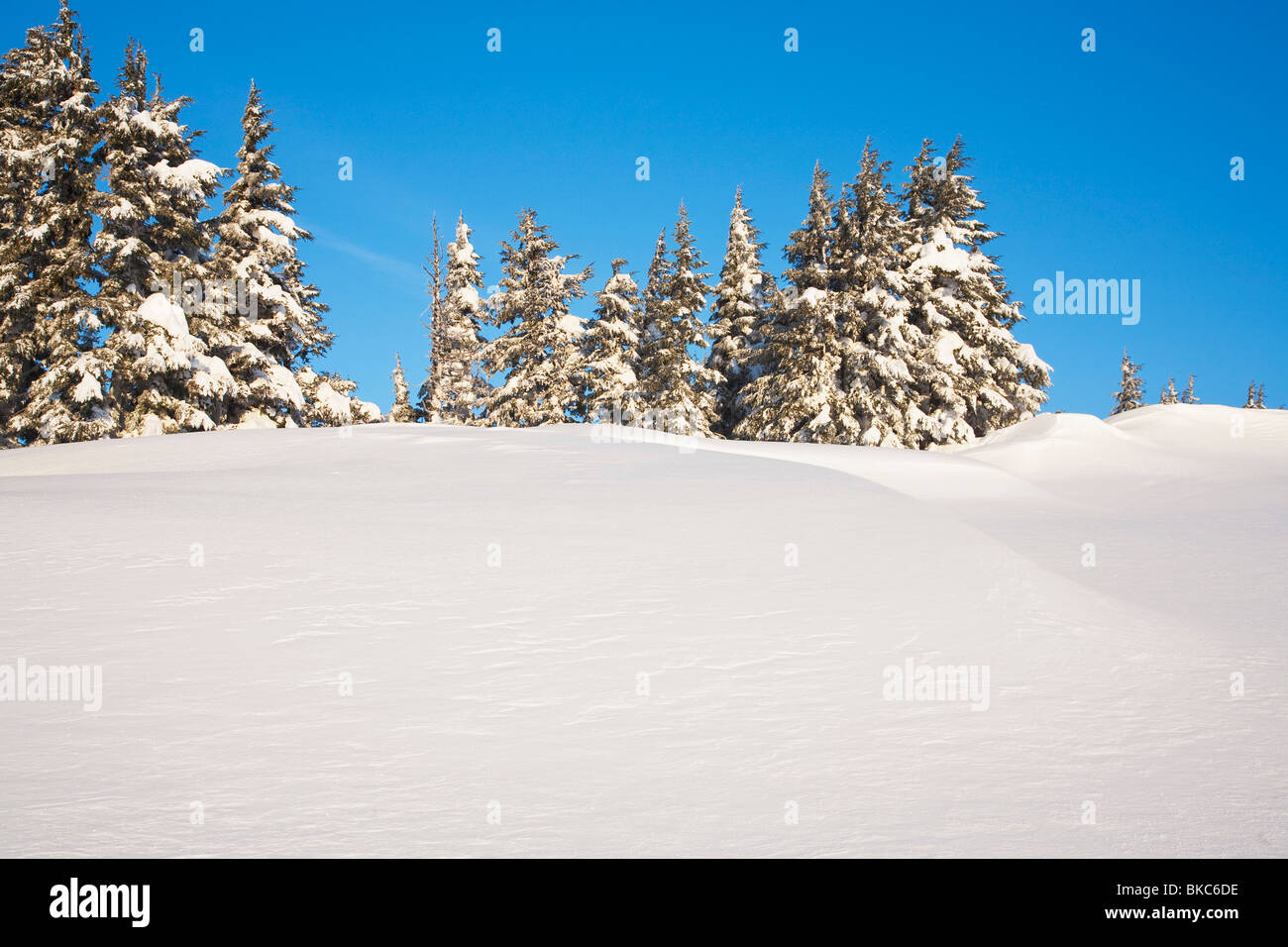 Trees On A Snowy Hill Stock Photo - Alamy