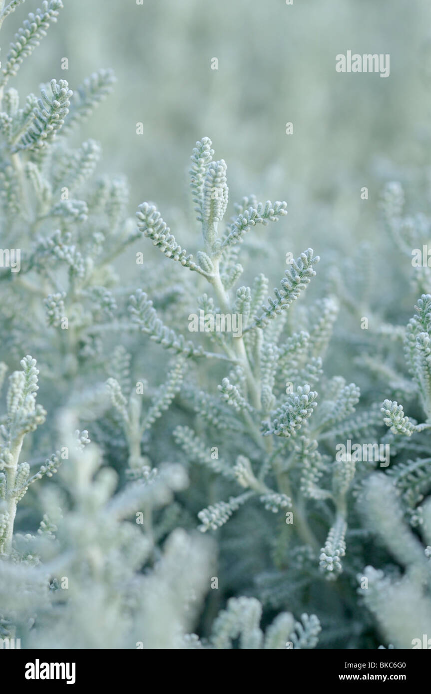 Lavender cotton (Santolina chamaecyparissus) Stock Photo