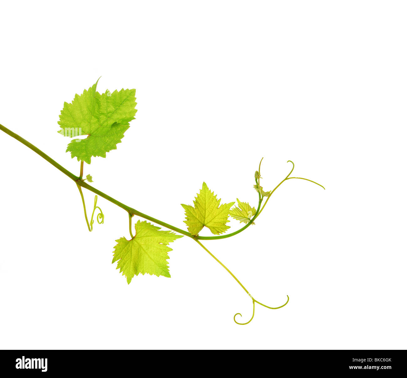 Fresh isolated grapevine shoot Stock Photo