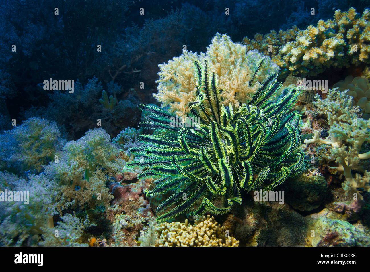 coral reef underwater under water MALAPASCUA ISLANDS underwater water wild wilderness coral reef  soft coral dive diver diving n Stock Photo