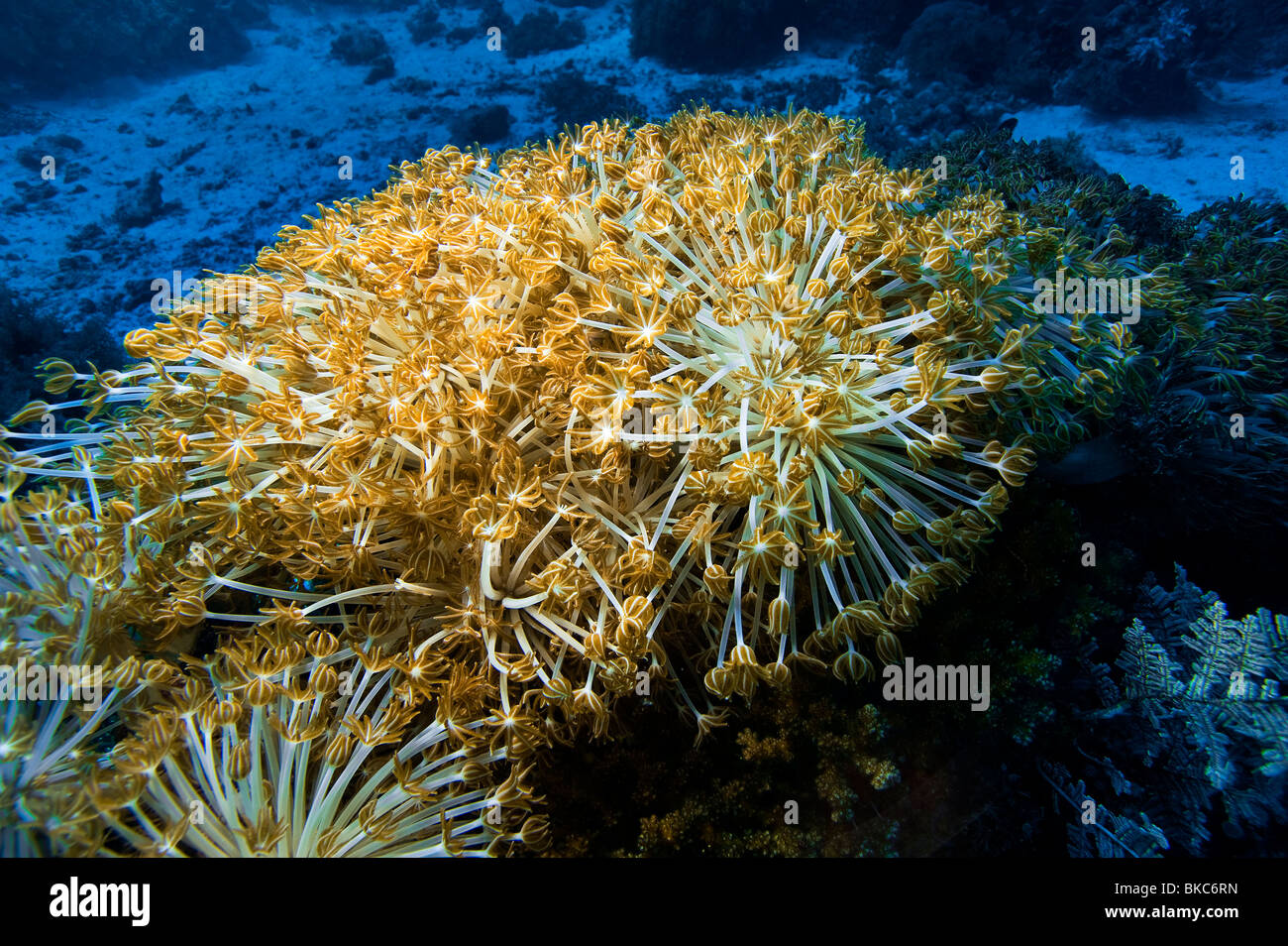REEF malapascua soft coral sea anemone Corky sea finger Gongonian Briareum asbestinum deadman's fingers flower soft coral xenia Stock Photo