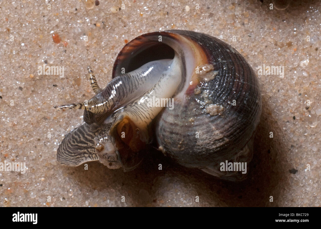 Common Periwinkle (Littorina littoralis). Animal trying to turn its shell to an upright position. Stock Photo