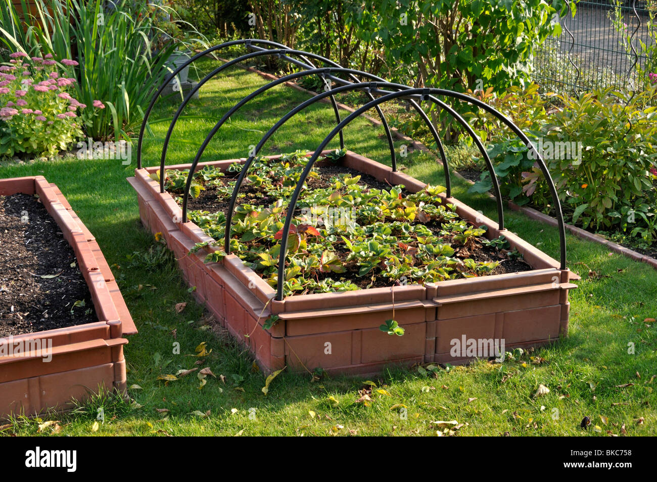 Strawberry Raised Bed Stock Photos Strawberry Raised Bed Stock
