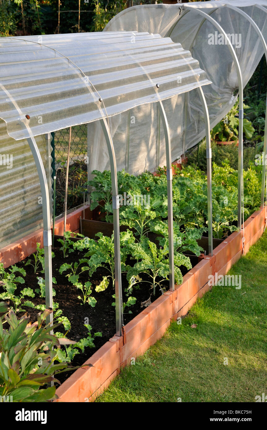 Green cabbage (Brassica oleracea var. sabellica) in a raised vegetable bed with poly tunnel Stock Photo