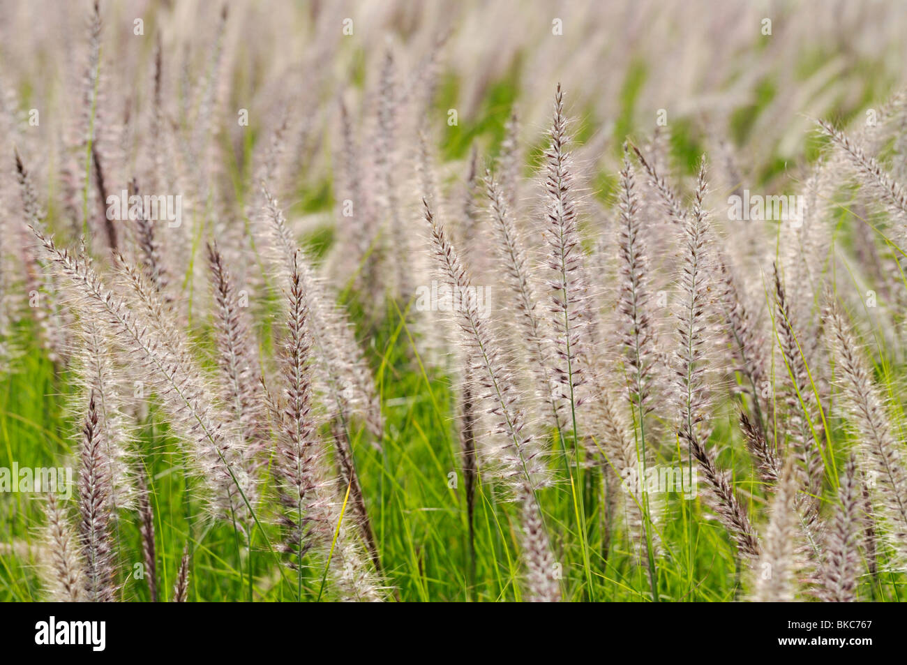 Fountain grass (Pennisetum setaceum Stock Photo - Alamy