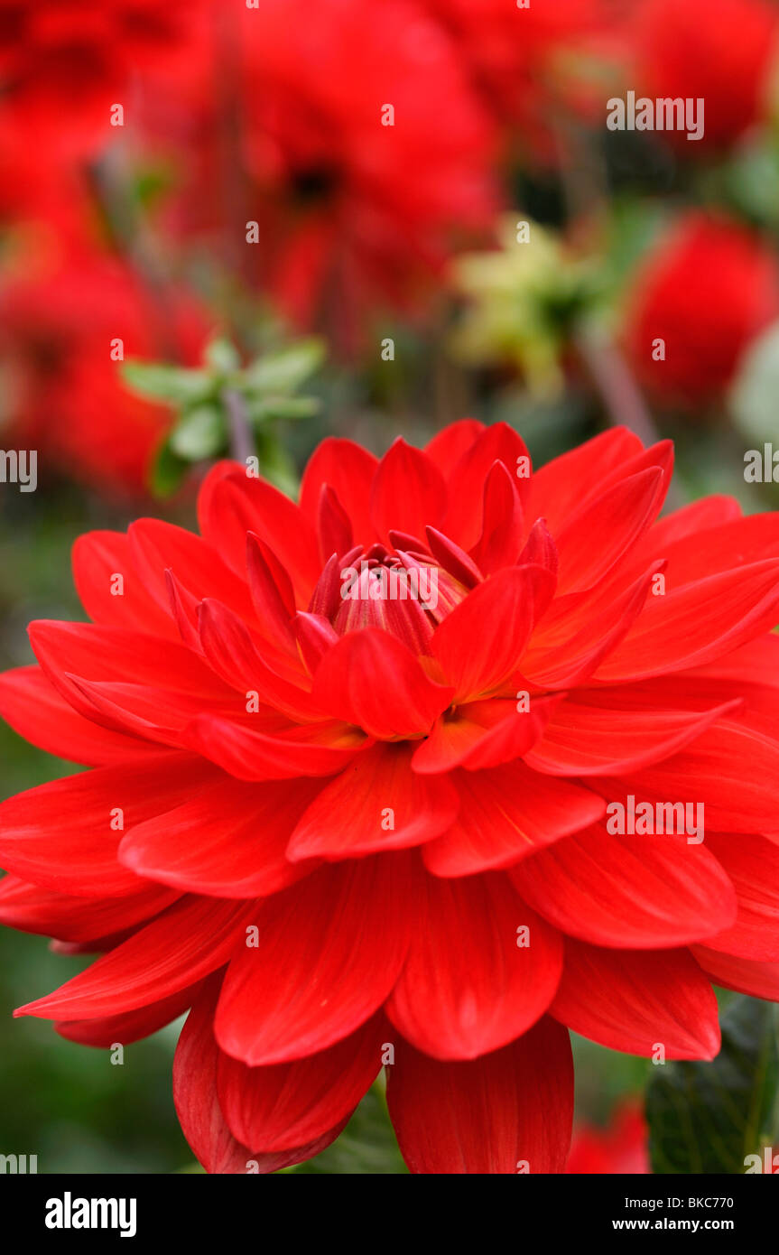 Waterlily dahlia (Dahlia Taratahi Rubi Stock Photo - Alamy