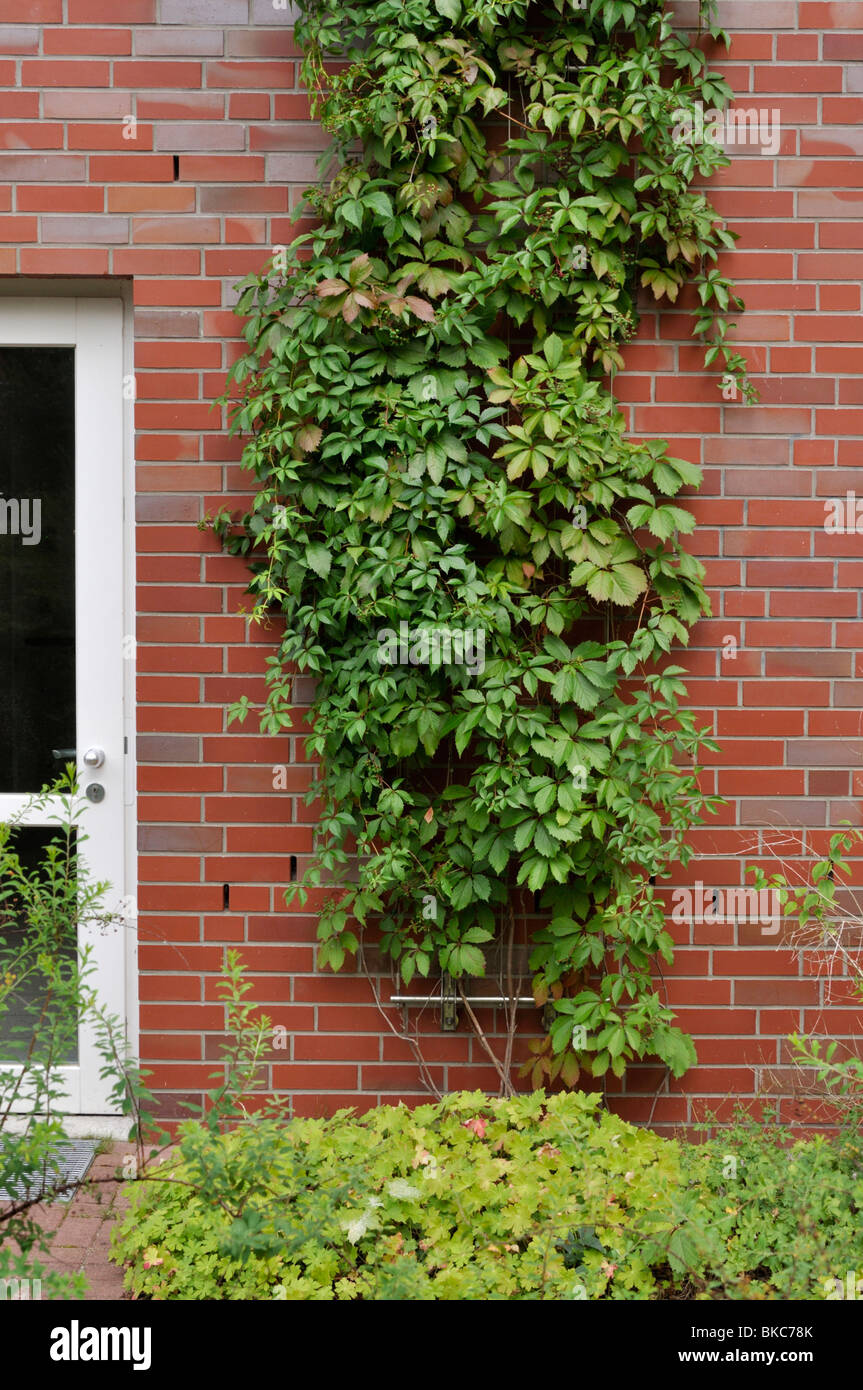 Virginia creeper (Parthenocissus quinquefolia) Stock Photo